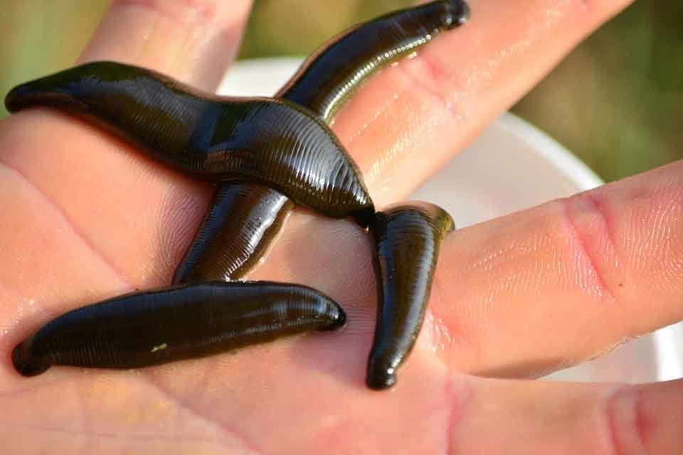 oνειροκρίτης βδελλα ονειροκρίτης ταρωτω